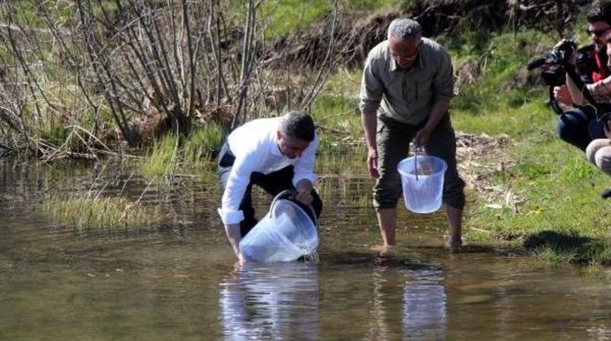 Abant G&ouml;l&uuml;'ne 51 Bin Abant Alası Bırakıldı