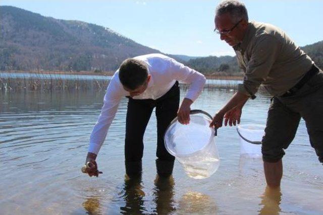 Abant Gölü'ne 51 Bin Abant Alası Bırakıldı