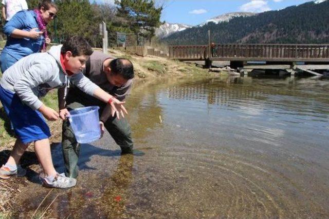 Abant Gölü'ne 51 Bin Abant Alası Bırakıldı