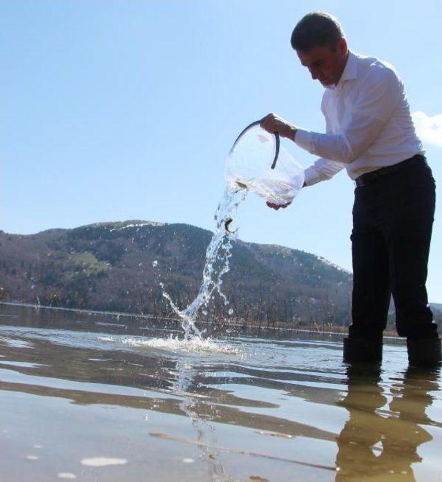 Abant Gölü'ne 51 Bin Abant Alası Bırakıldı