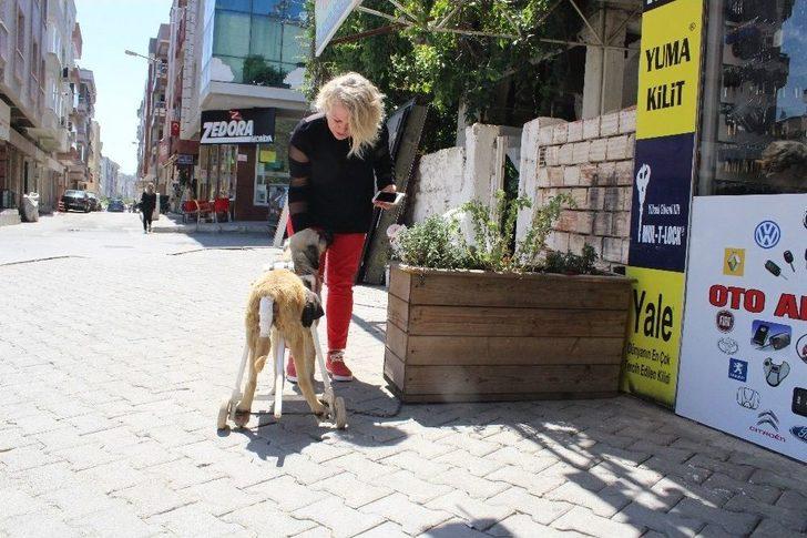 (özel Haber) Duyarlı Esnaftan Felçli Köpeğe Yürüteç G2