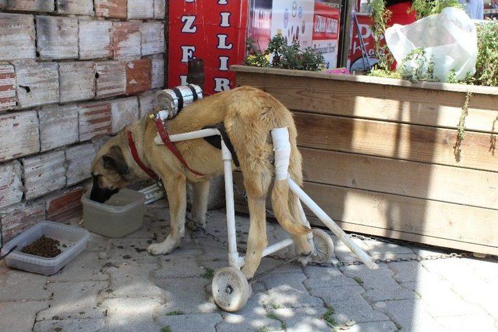 (özel Haber) Duyarlı Esnaftan Felçli Köpeğe Yürüteç G3