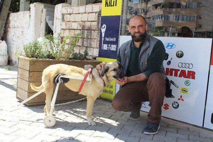 (özel Haber) Duyarlı Esnaftan Felçli Köpeğe Yürüteç G4