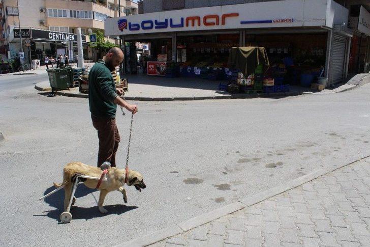 (özel Haber) Duyarlı Esnaftan Felçli Köpeğe Yürüteç G5
