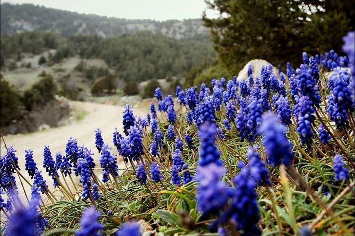 Ters Laleler Doğaseverleri Büyülüyor G1
