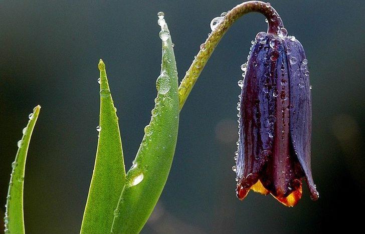 Ters Laleler Doğaseverleri Büyülüyor G2