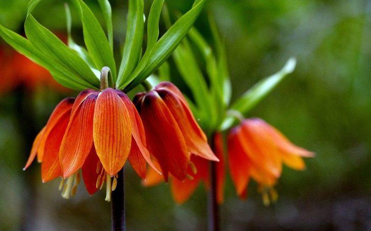 Ters Laleler Doğaseverleri Büyülüyor G4