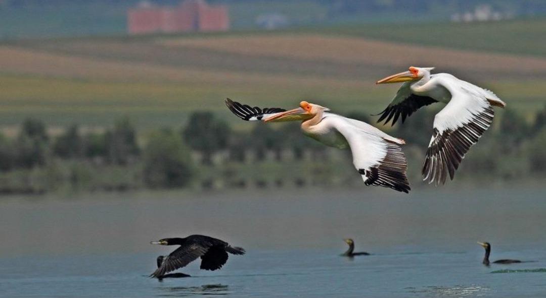 Amasya&rsquo;da &lsquo;pelikan Adası&rsquo;