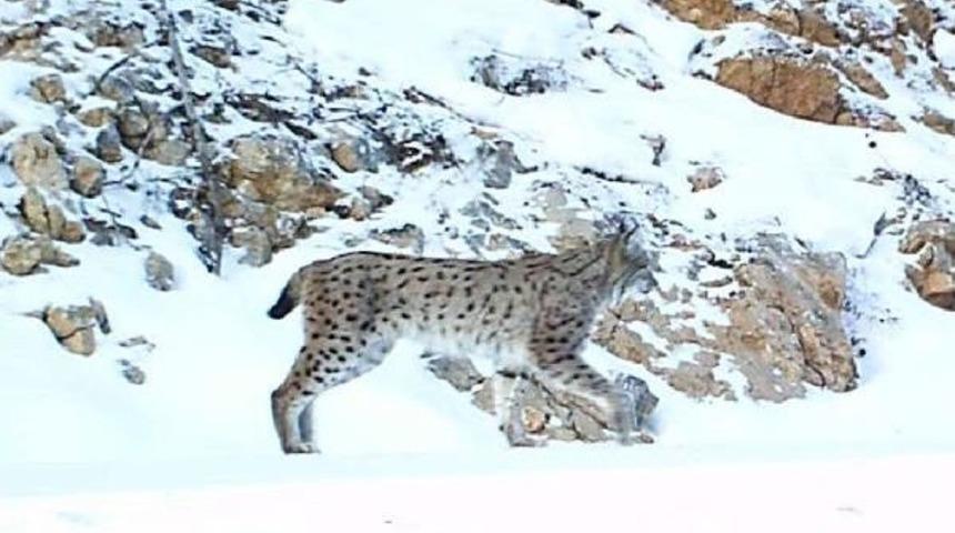 Yaban Hayvanları Fotokapana Yakalandı