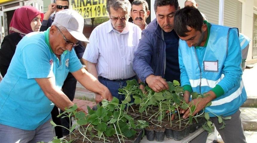 Alanya&rsquo;da 10 Bin Adet Su Kabağı Fidesi &Uuml;cretsiz Olarak Dağıtıldı