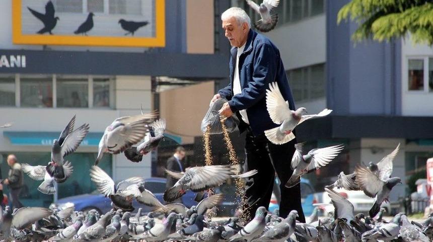 Her G&uuml;n Kilolarca Yem Satın Alıp Yabani G&uuml;vercinleri Besliyor
