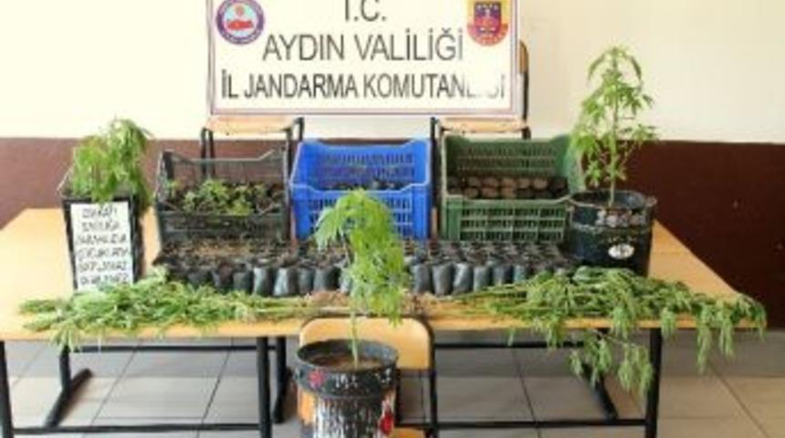 Aydın&rsquo;da 472 K&ouml;k Hint Keneviri Ele Ge&ccedil;irildi