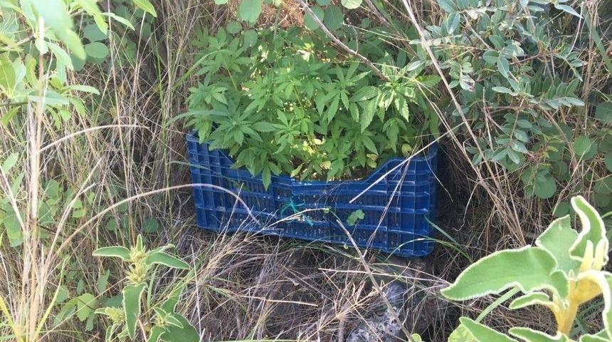 Alanya&rsquo;da Hint Keneviri Operasyonu