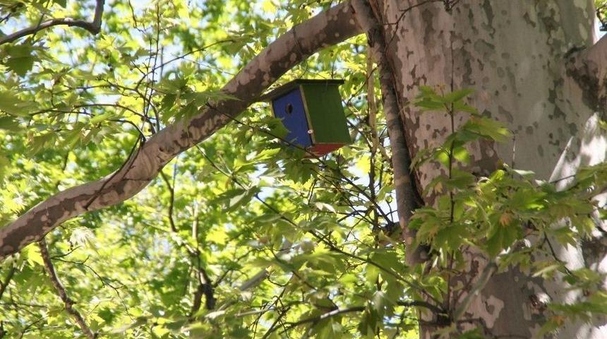 İlkokul &Ouml;ğrencileri Sokak Kedileri Ve Kuşlar İ&ccedil;in Barınak Yapıldı