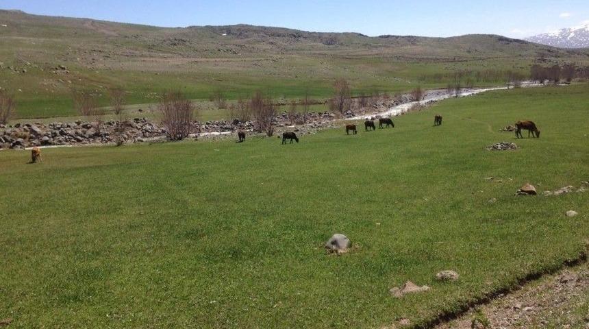 Ağrı&rsquo;da Hayvanlar Meralara &Ccedil;ıktı