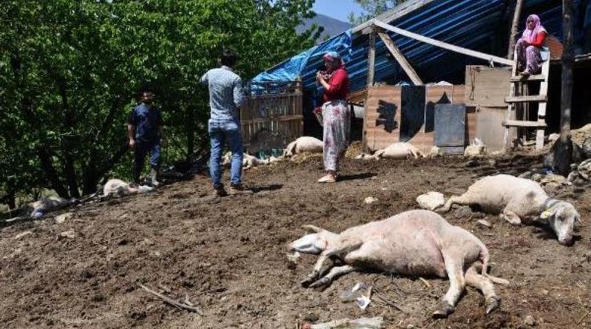 Teşvikle Aldığı 8 Koyunu Zehirlenip Telef Oldu