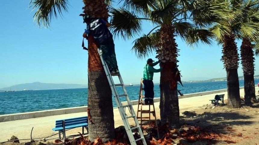 Aliağa&rsquo;da Palmiyelere Bahar Makyajı