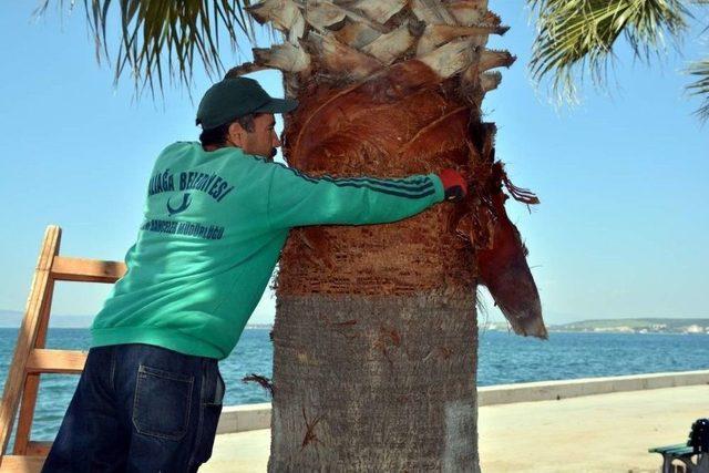 Aliağa’da Palmiyelere Bahar Makyajı