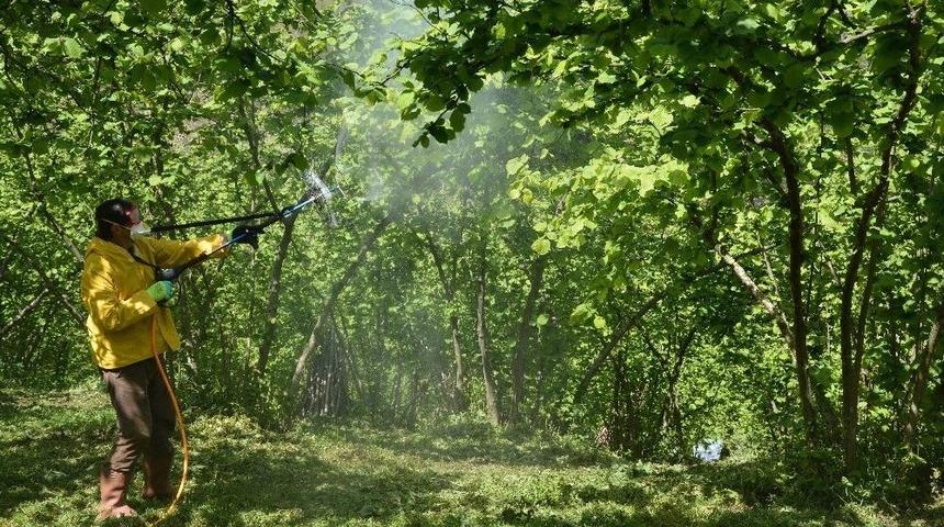 Fındıkta &lsquo;tarla Okulu&rsquo;