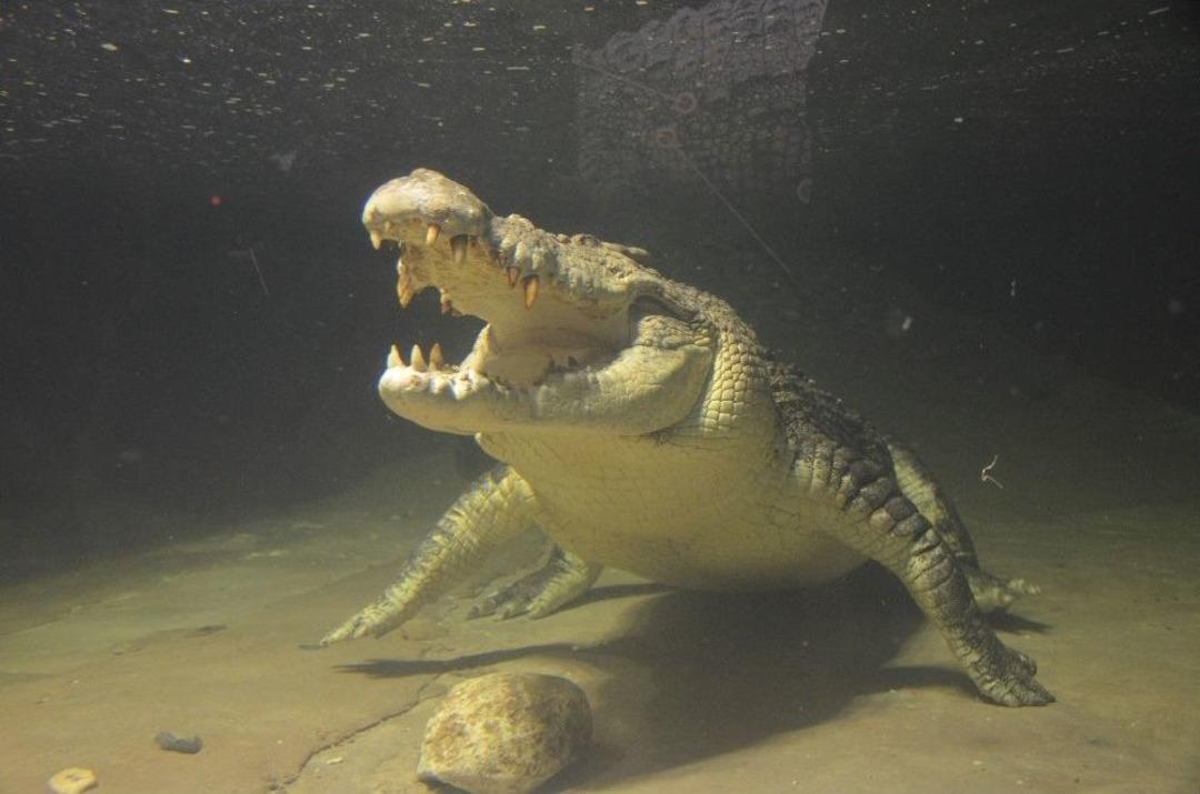 T&uuml;rkiye&rsquo;nin En B&uuml;y&uuml;k Timsahı &Uuml;sk&uuml;dar&rsquo;da