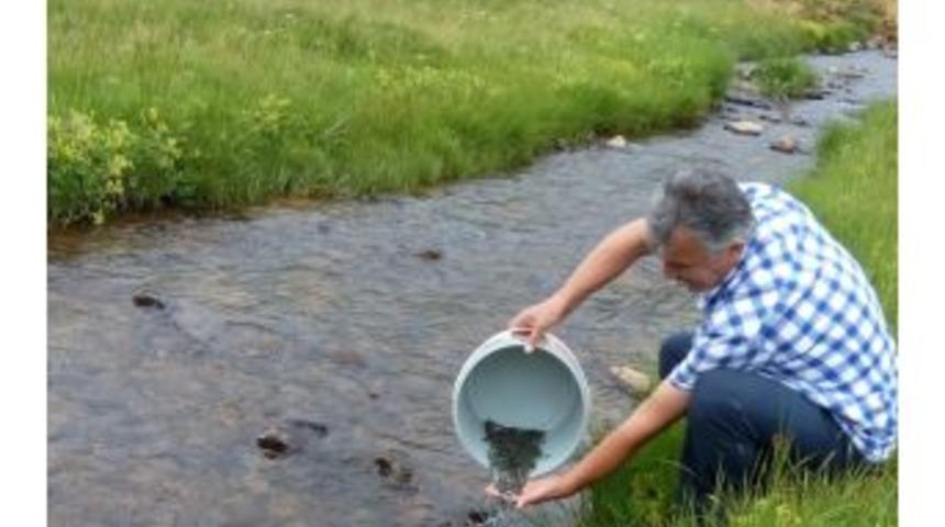 &Ccedil;ambaşı Derelerine 140 Bin Alabalık Salındı