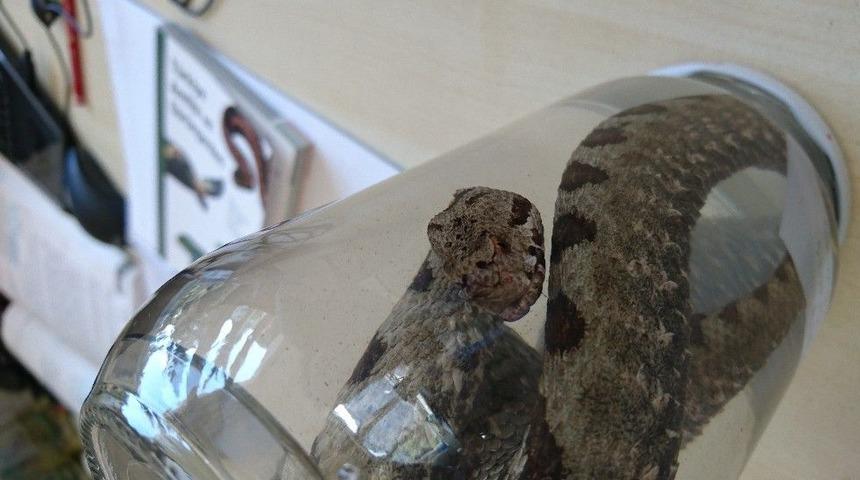 Ordu’da İlk Defa Boynuzlu Engerek Yılanı Yakalandı