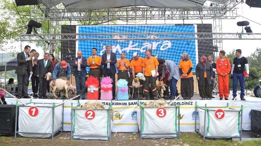 Çobanlar, Kızılay’da Küçükbaş Hayvan Sürüsü Gezdirecek