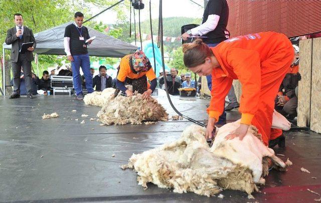 Çobanlar, Kızılay’da Küçükbaş Hayvan Sürüsü Gezdirecek