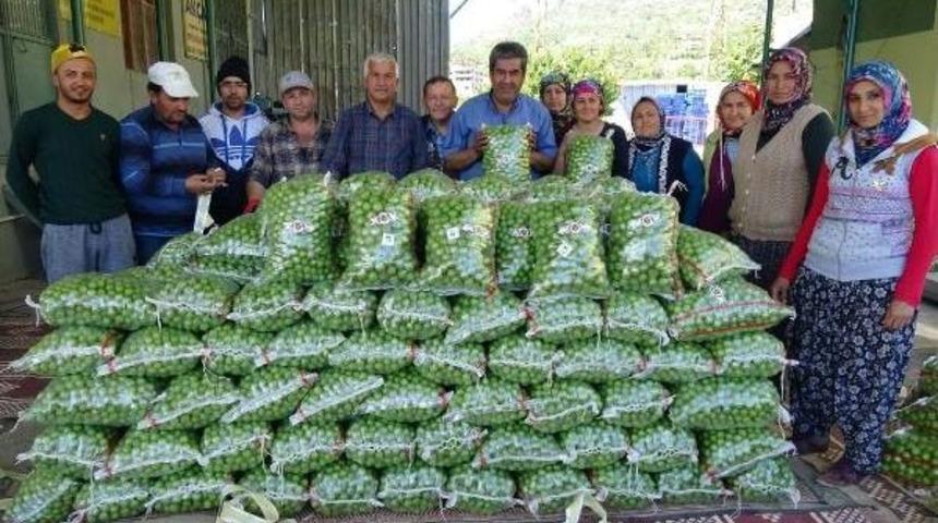 Silifke'de Erik Ihracatı Başladı