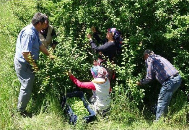 Silifke'de Erik Ihracatı Başladı