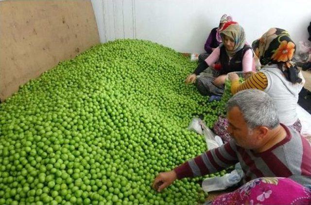 Silifke'de Erik Ihracatı Başladı