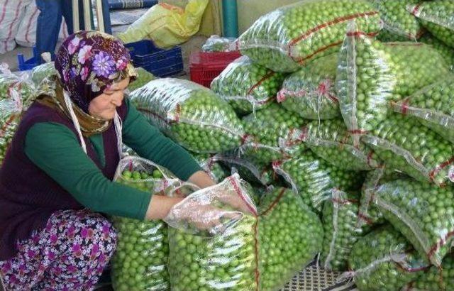 Silifke'de Erik Ihracatı Başladı