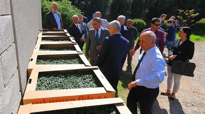 Osmaniye&rsquo;de 193 Bin 700 Adet Sebze Fidesi Dağıtıldı