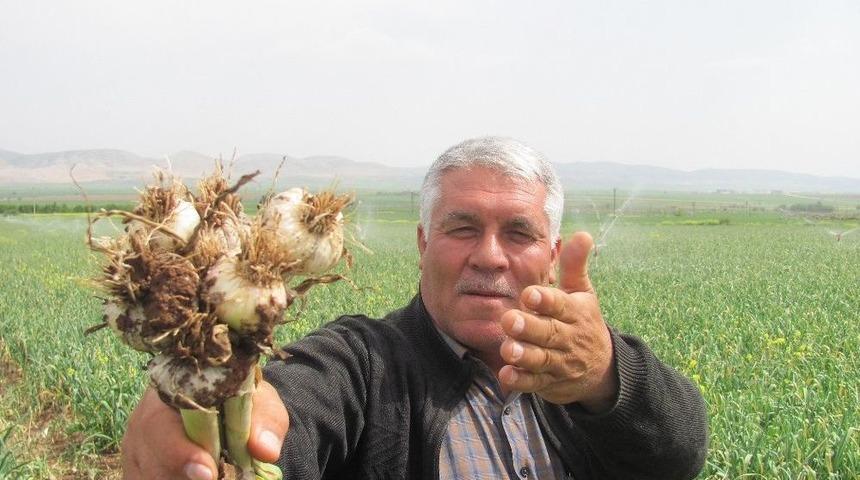 Sarımsakta &Ccedil;ifte Sevin&ccedil;