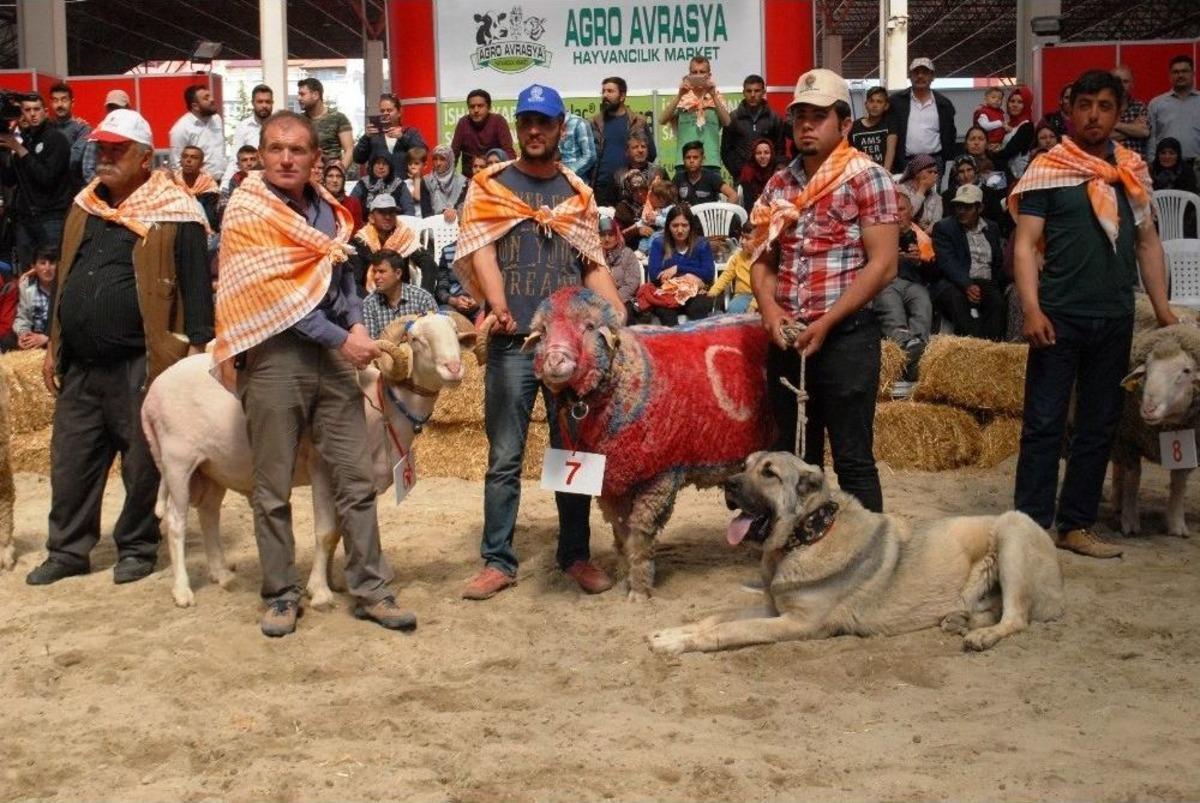 İnat&ccedil;ı Oğlaklar G&uuml;zellik Yarışması İ&ccedil;in Podyuma &Ccedil;ıktı