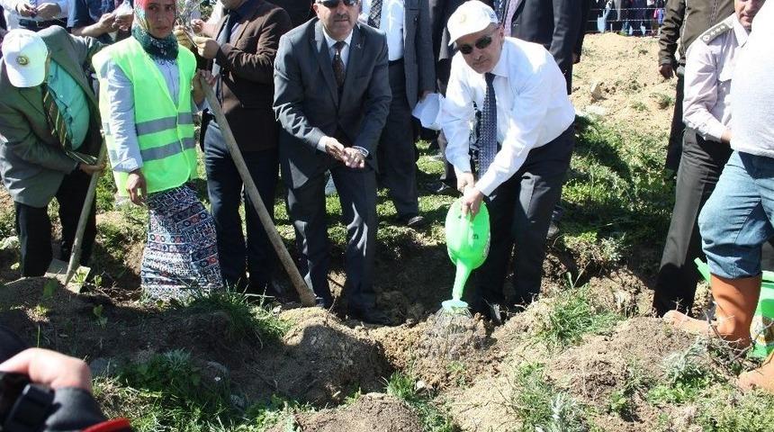 12 Dekarlık Arazide Kyk Ormanı Oluşturuldu