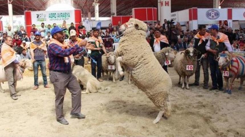 Burdur'da En G&uuml;zel Ke&ccedil;i Ve Ko&ccedil; Yarışması Yapıldı