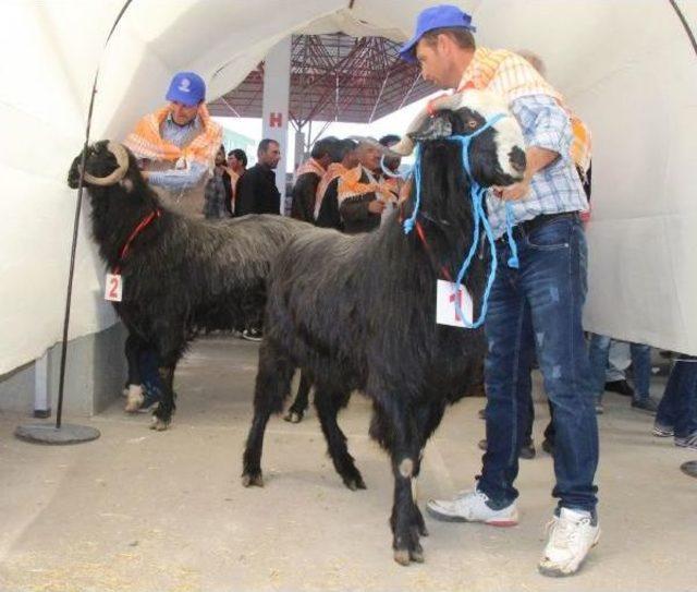 Burdur'da En Güzel Keçi Ve Koç Yarışması Yapıldı