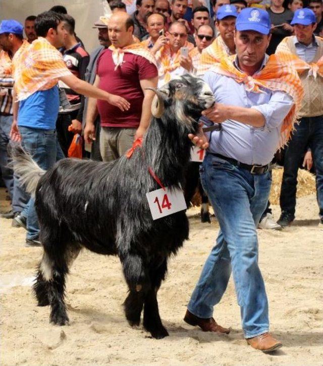 Burdur'da En Güzel Keçi Ve Koç Yarışması Yapıldı