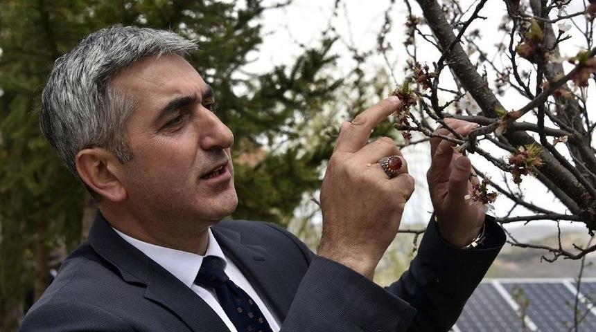 G&uuml;m&uuml;şhane 7 Yıl Sonra Kayısı Yiyecek