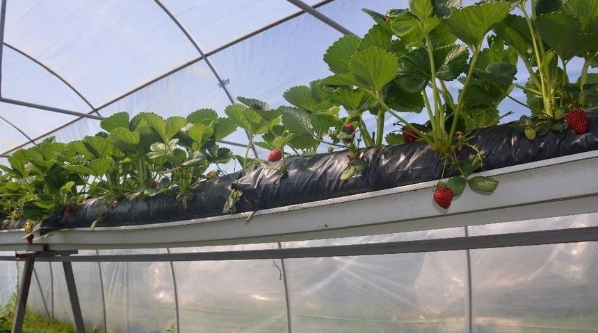 Sinop&rsquo;ta Topraksız &Ccedil;ilek &Uuml;retiminde Y&uuml;zde 100 Başarı