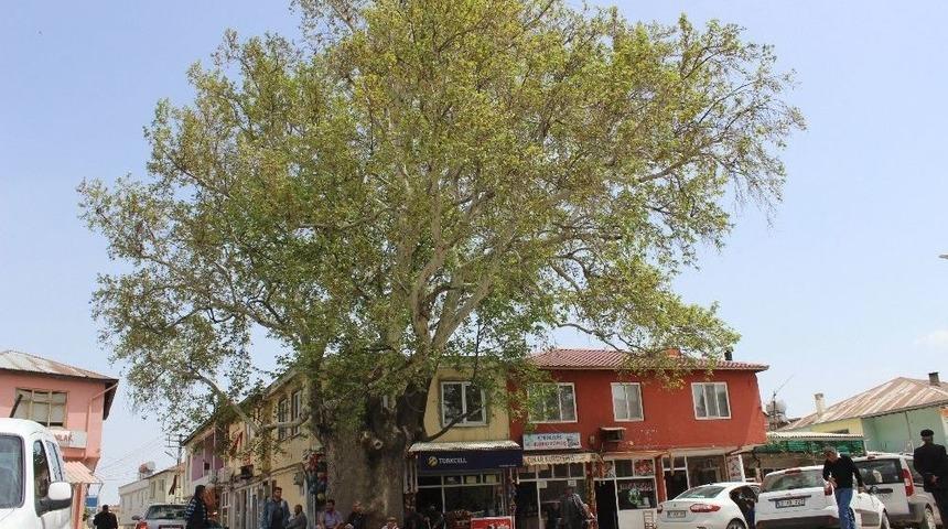 600 Yıllık Çınar Ağacı Tut İlçesinin Simgesi