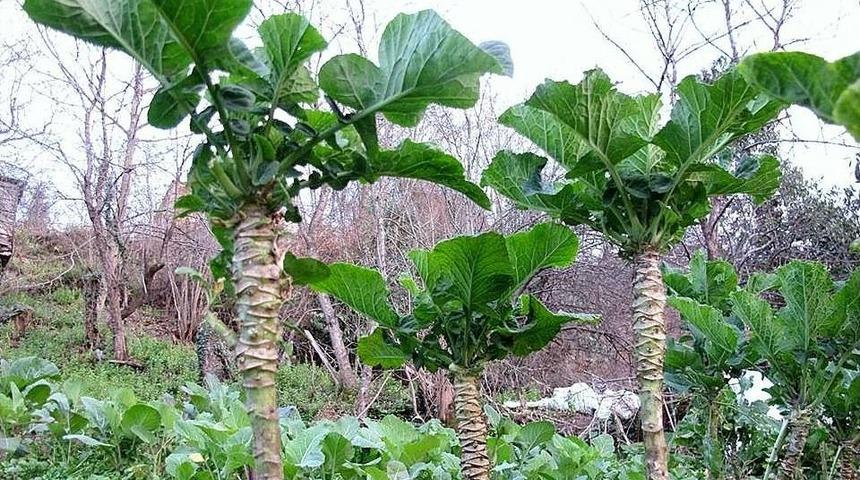 Karadenizli&rsquo;nin Vazge&ccedil;ilmesi Karalahana Guatr Hastalığına Neden Oluyor