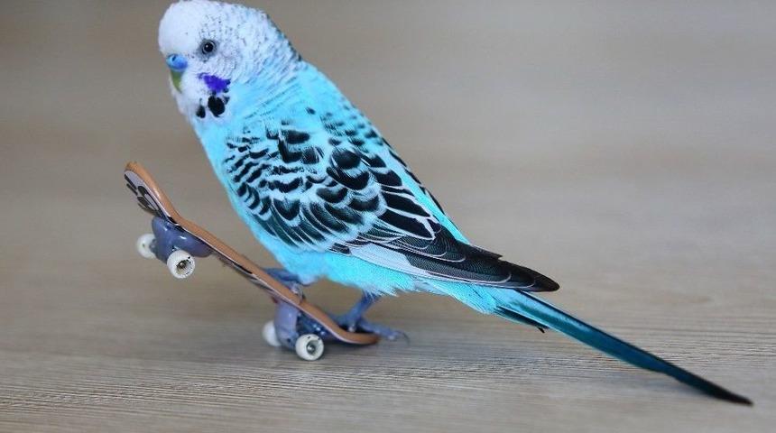 (&ouml;zel Haber) Bu Muhabbet Kuşu Kaykay Yapıyor