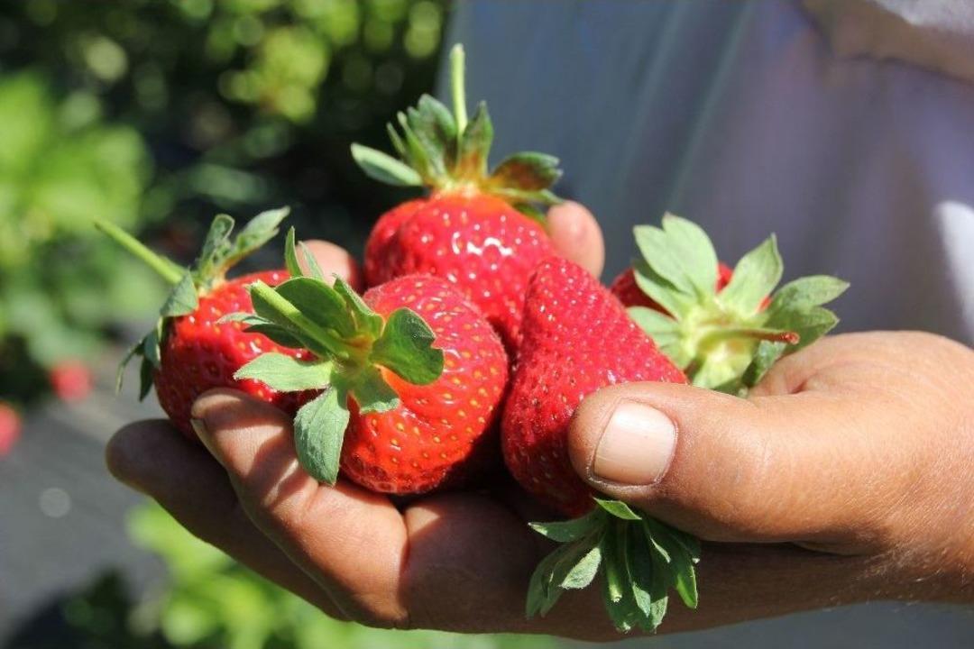 Hataylı &Ccedil;ift&ccedil;inin &Ccedil;ilek Hasadı Keyfi