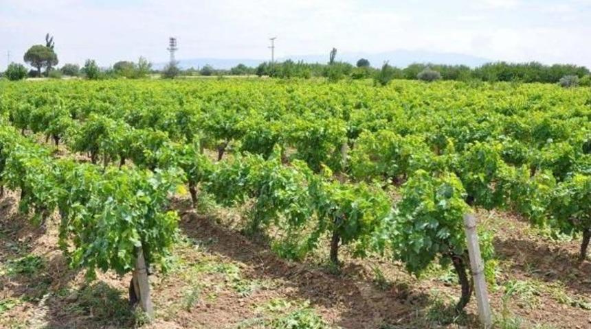 Yaprağı Meyvesiyle Aynı Fiyat