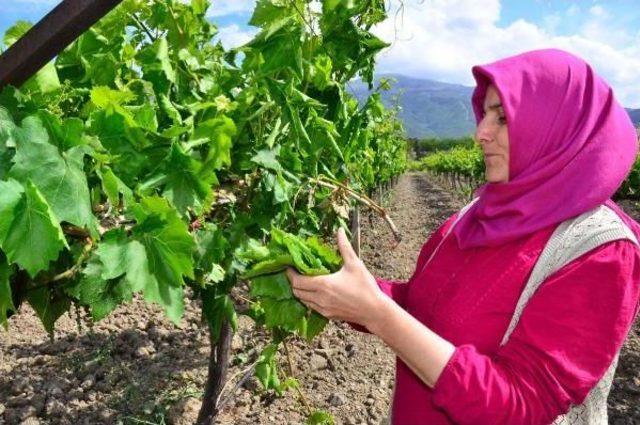 Yaprağı Meyvesiyle Aynı Fiyat