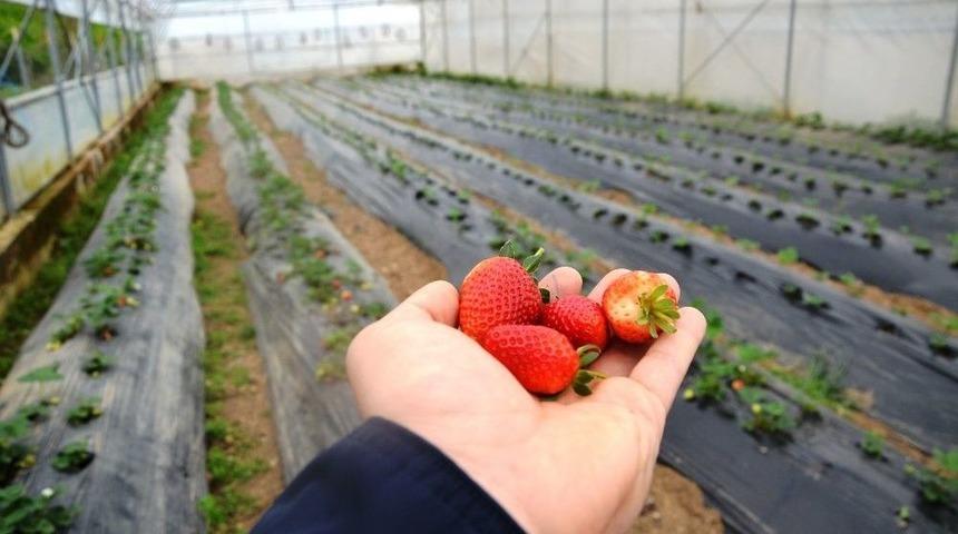 Ordu&rsquo;da &Ccedil;ilek &Uuml;retimi Y&uuml;z G&uuml;ld&uuml;rd&uuml;