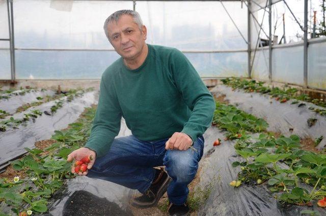 Ordu’da Çilek Üretimi Yüz Güldürdü