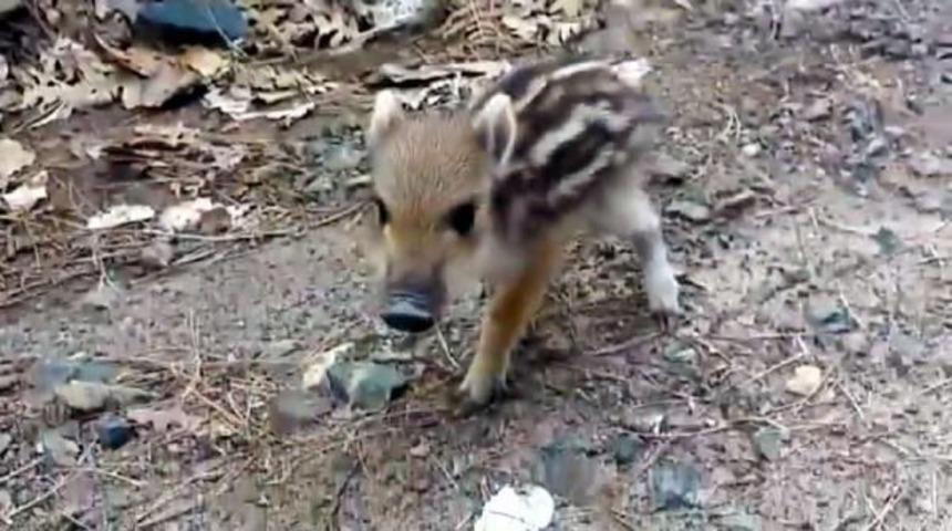 Yavru Domuza Orman Iş&ccedil;ileri Yardım Etti